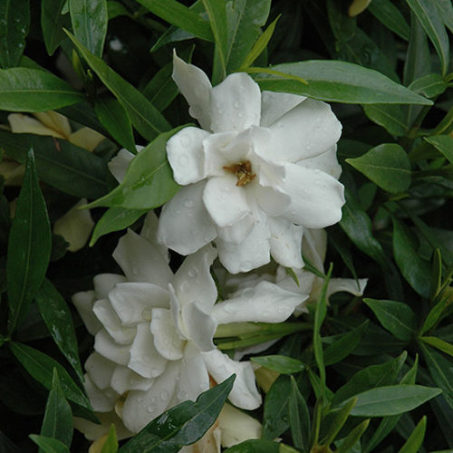 Radicans Miniature Gardenia | Gardenia jasminoides 'Radicans'