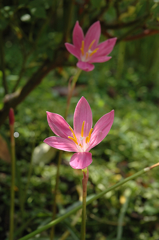 Rain Lily - Buchanan's Native Plants