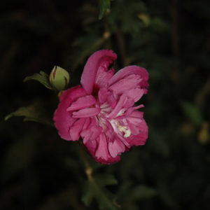 Raspberry Smoothie Rose of Sharon | Hibiscus syriacus 'Raspberry Smoothie'