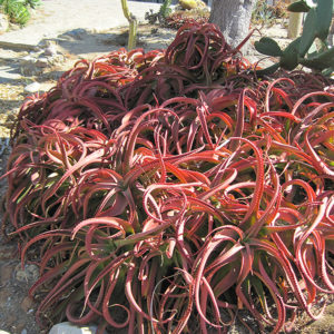 Red Aloe | Aloe cameronii