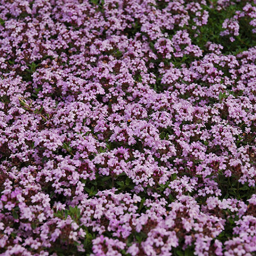 Red Creeping Thyme | Thymus praecox 'Coccineus'