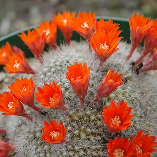 Red Crown Cactus | Rebutia minuscula