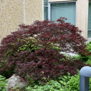 Red Dragon Japanese Maple | Acer palmatum 'Red Dragon'