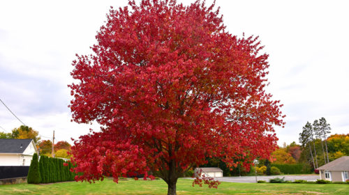Red Maple | Acer rubrum