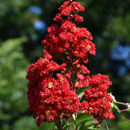 Red Rocket Crapemyrtle | Lagerstroemia indica 'Whit IV'