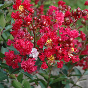 Red Rooster Crapemyrtle | Lagerstroemia indica 'PIILAG III'