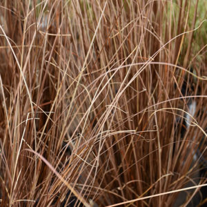 Red Rooster Sedge | Carex buchananii 'Red Rooster'