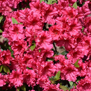 Red Ruffles Azalea | Rhododendron 'Red Ruffles'