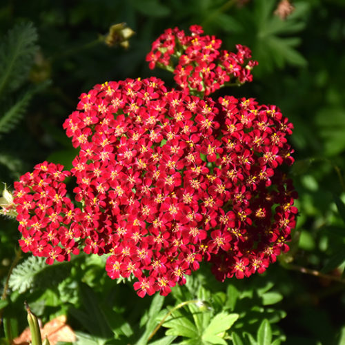 Red Velvet Yarrow, Achillea millefolium