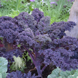 Redbor Kale | Brassica oleracea var. acephala 'Redbor'