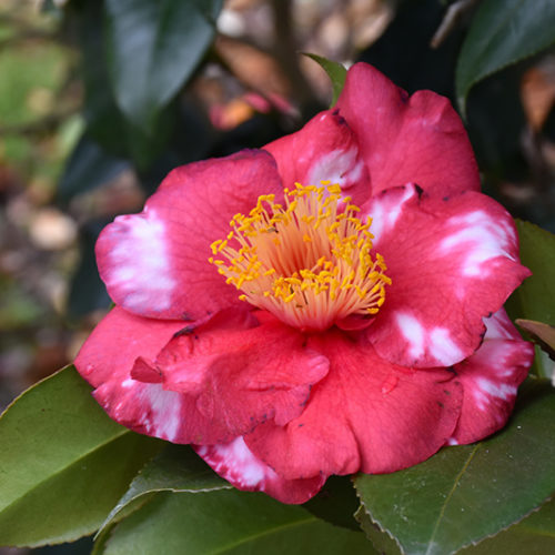 Reg Ragland Camellia | Camellia japonica 'Reg Ragland'