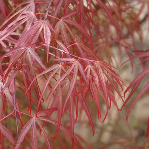 Ribbon-leaf Japanese Maple | Acer palmatum 'Atrolineare'