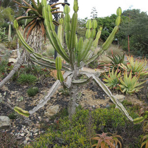 River Euphorbia | Euphorbia triangularis