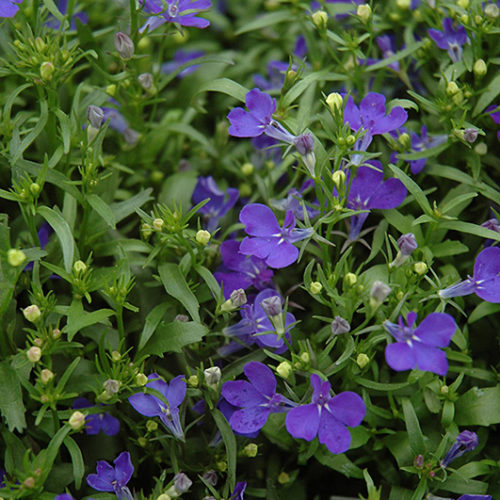 Riviera Midnight Blue Lobelia - Buchanan's Native Plants
