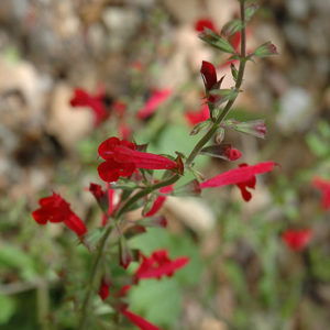 Roemer's Sage | Salvia roemeriana