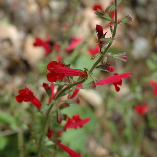 Roemer's Sage | Salvia roemeriana