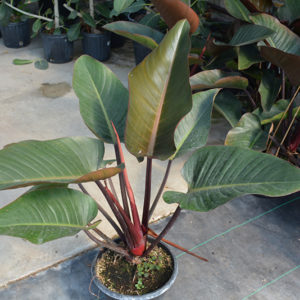 Rojo Congo Philodendron | Philodendron 'Rojo Congo'