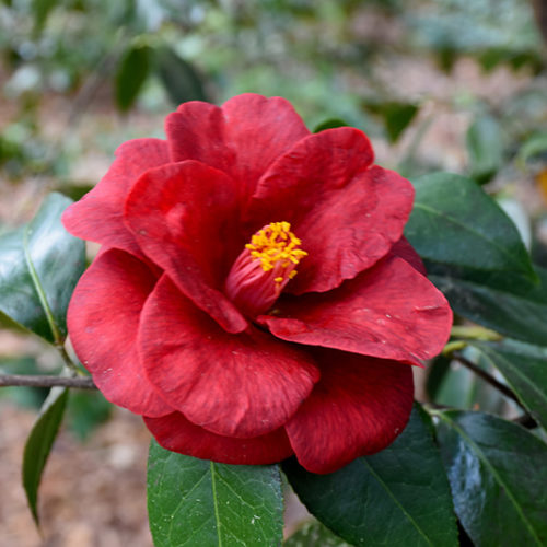 Royal Velvet Camellia | Camellia japonica 'Royal Velvet'