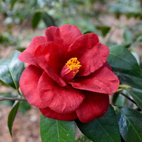 Royal Velvet Camellia | Camellia japonica 'Royal Velvet'