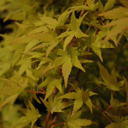 Ryusen Japanese Maple | Acer palmatum 'Ryusen'