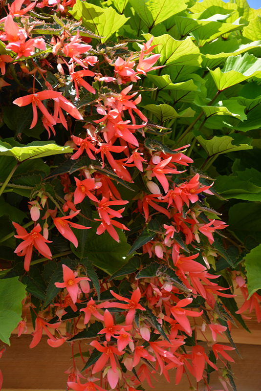 San Francisco Begonia - Native Plants