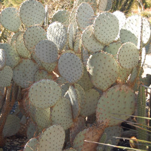 Santa-rita Tubac™ Prickly Pear Cactus | Opuntia violacea var. santa-rita