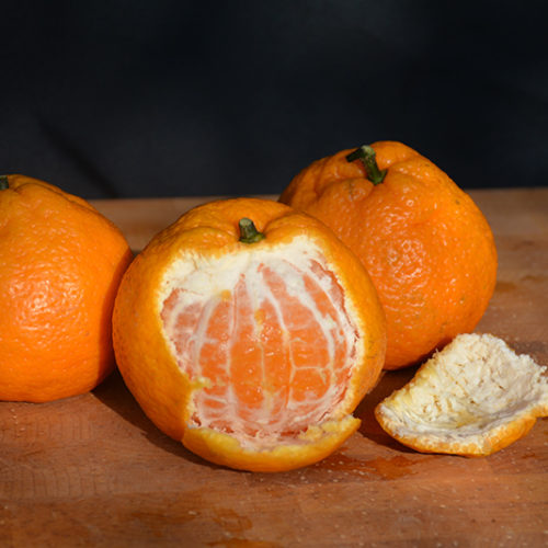 Satsuma Mandarin Orange | Citrus reticulata 'Satsuma'