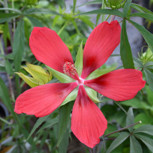 Scarlet Rose Mallow | Hibiscus coccineus