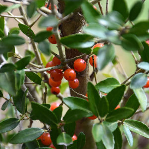Scarlet's Peak Yaupon Holly - Buchanan's Native Plants