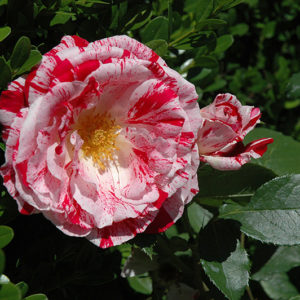 Scentimental Rose | Rosa 'Scentimental'