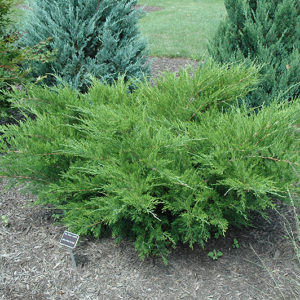 Sea Green Juniper | Juniperus chinensis 'Sea Green'