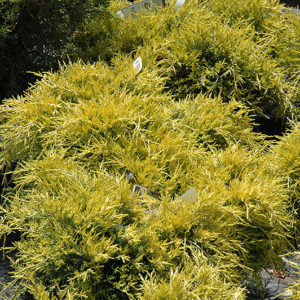 Sea Of Gold Juniper | Juniperus x media 'Sea Of Gold'