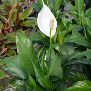 Sensation Peace Lily | Spathiphyllum 'Sensation'
