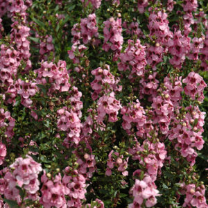 Serenita Pink Angelonia | Angelonia angustifolia 'Serenita Pink'