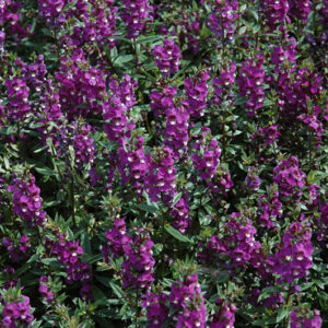 Serenita Purple Angelonia | Angelonia angustifolia 'PAS803822'