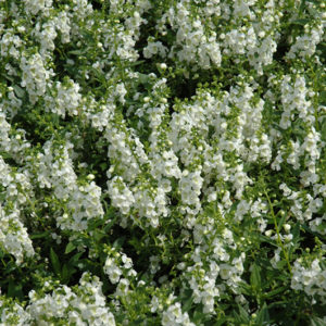 Serenita White Angelonia | Angelonia angustifolia 'PAS811168'