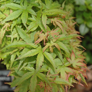 Sharp's Pygmy Japanese Maple | Acer palmatum 'Sharp's Pygmy'