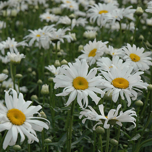 Shasta Daisy | Leucanthemum x superbum