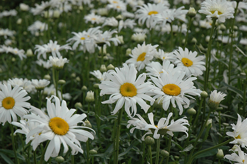 How to Grow Shasta Daisies - Growing In The Garden