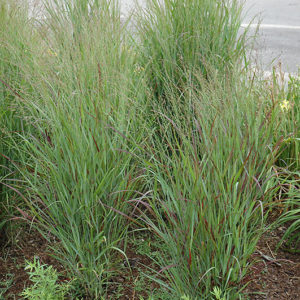 Shenandoah Reed Switch Grass | Panicum virgatum 'Shenandoah'