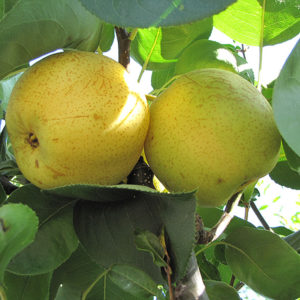 Shinseiki Asian Pear | Pyrus pyrifolia 'Shinseiki'