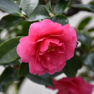 Shishigashira Camellia | Camellia sasanqua 'Shishigashira'