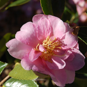 Showa-No-Sakae Camellia | Camellia sasanqua 'Showa-No-Sakae'