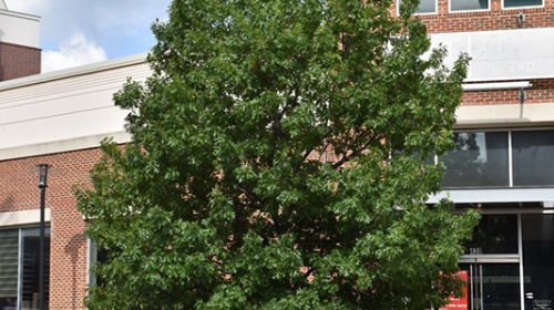 Shumard Oak | Quercus shumardii
