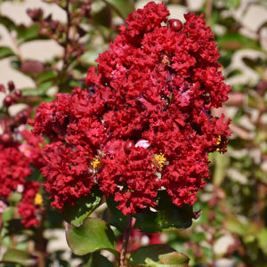 Siren Red Crapemyrtle | Lagerstroemia indica 'Whit VII'