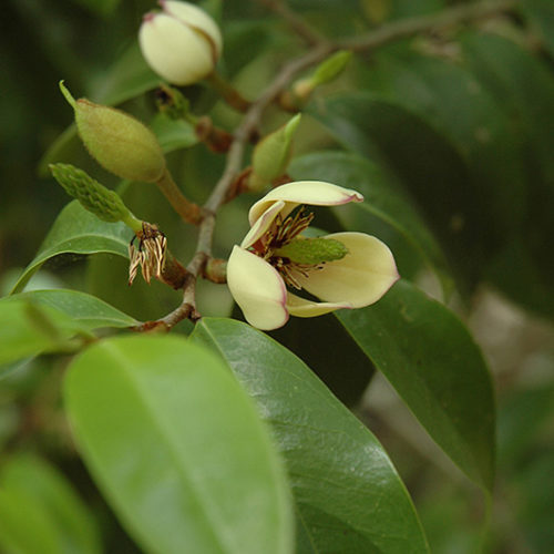 Skinner's Banana Shrub | Magnolia figo 'var. skinneriana'