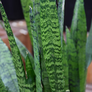 Snake Plant | Sansevieria trifasciata