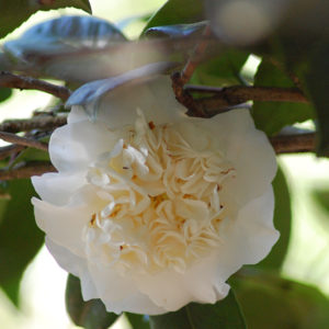 Snow Chan Camellia | Camellia japonica 'Snow Chan'