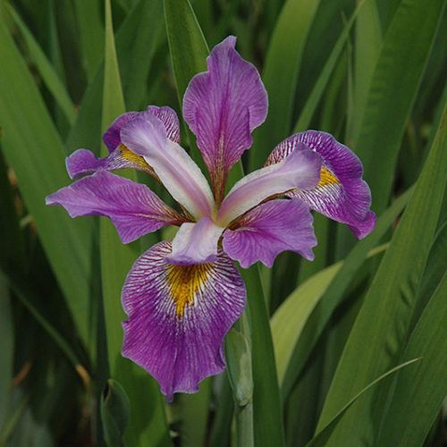 Southern Blue Flag Iris | Iris virginica