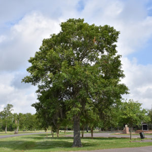 Southern Live Oak | Quercus virginiana